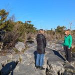 50 years of vegetation change in limestone pavements